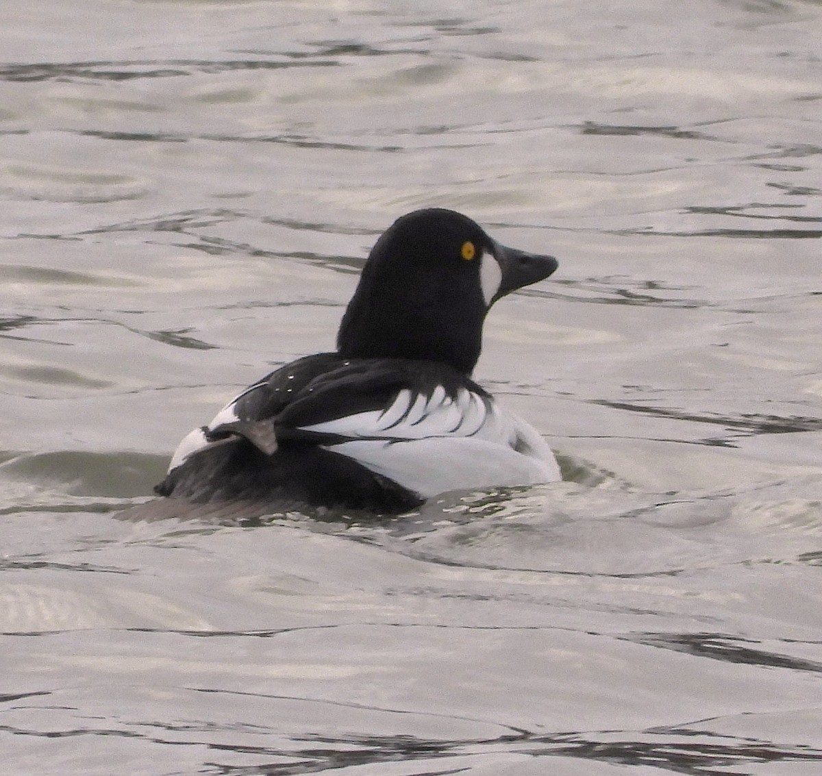 Common Goldeneye - ML646423111