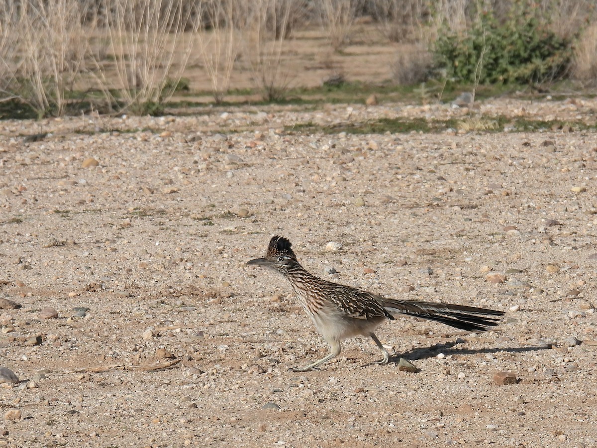 Greater Roadrunner - ML646423112