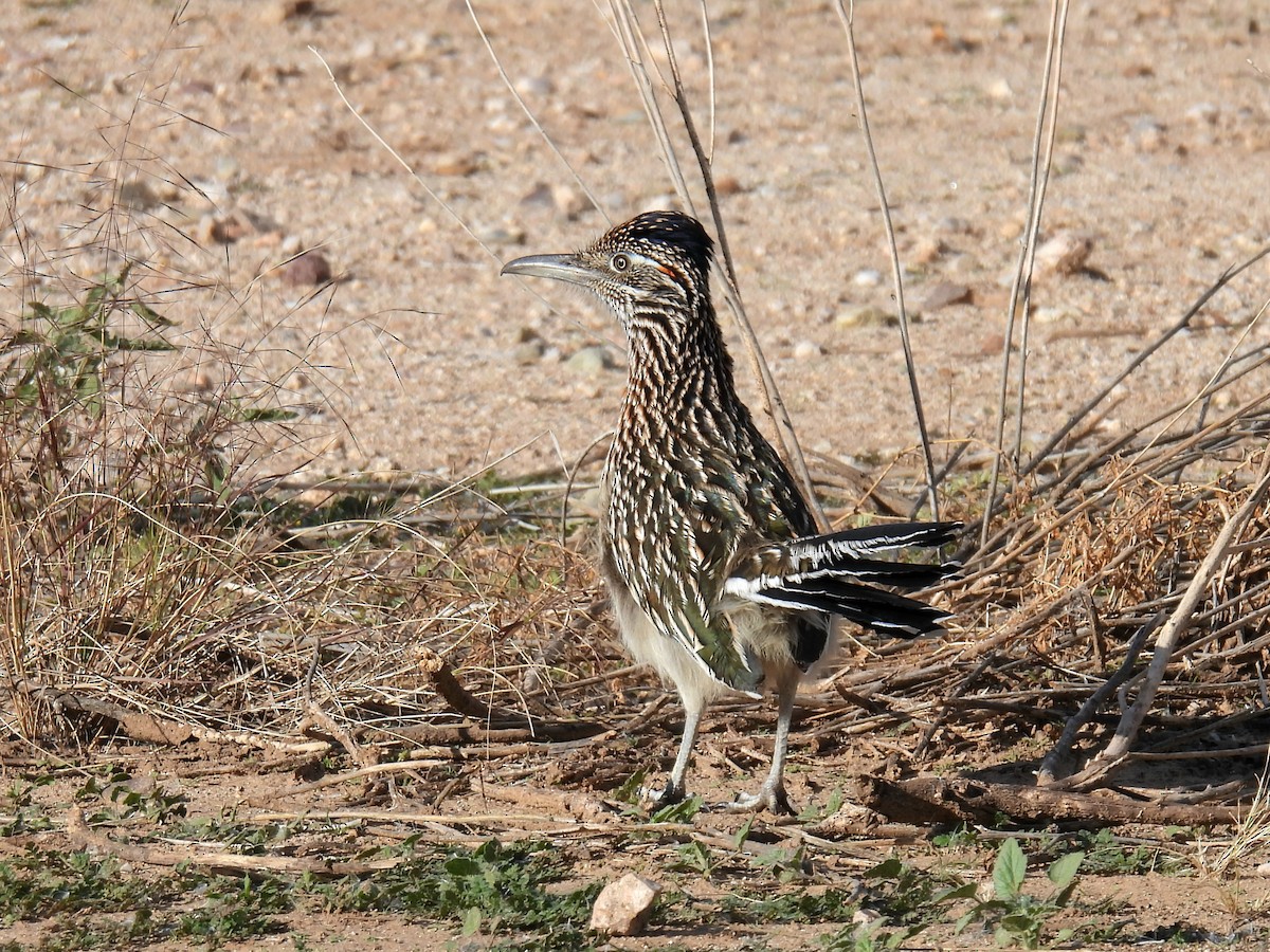 Greater Roadrunner - ML646423113