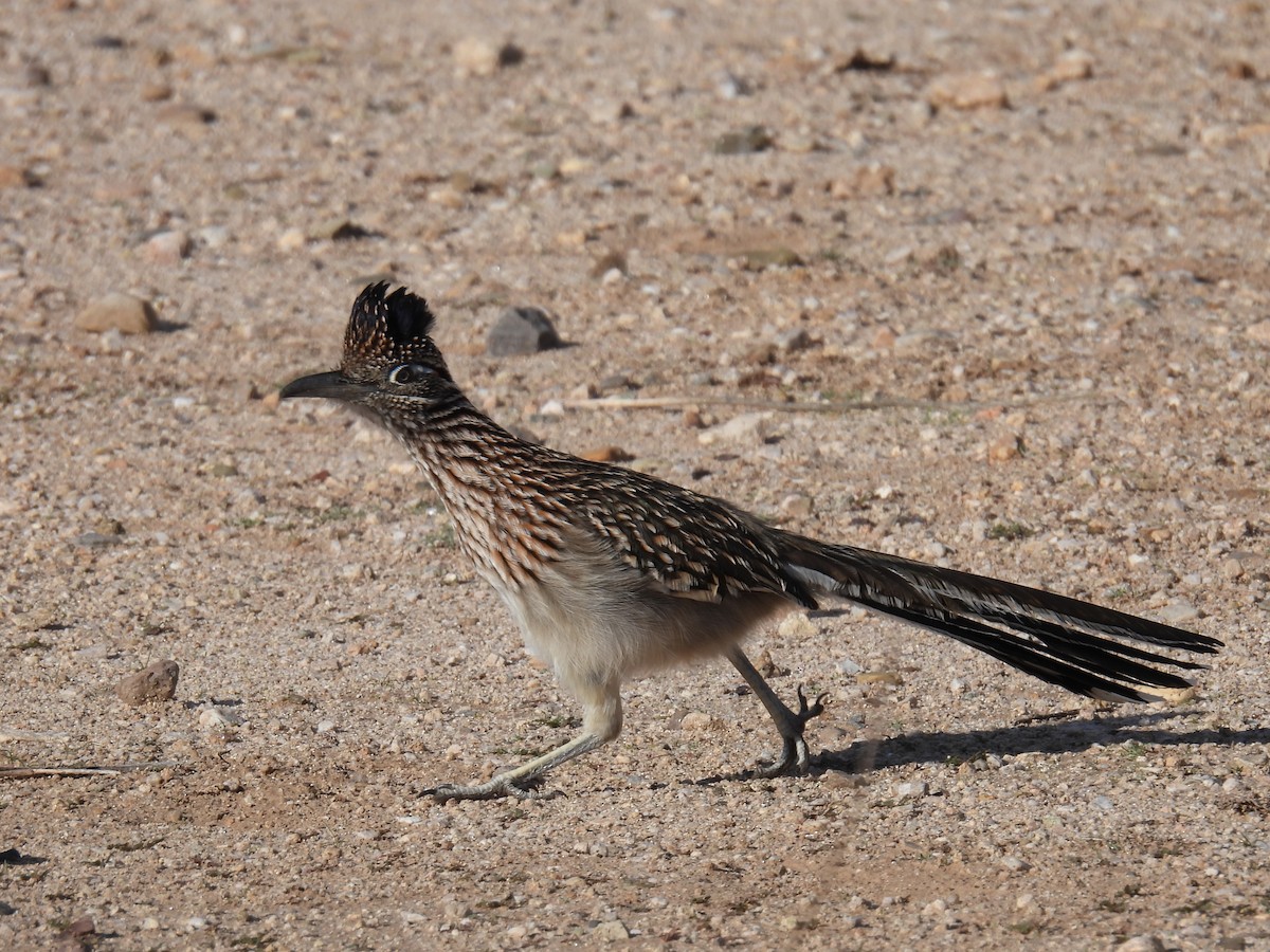 Greater Roadrunner - ML646423114