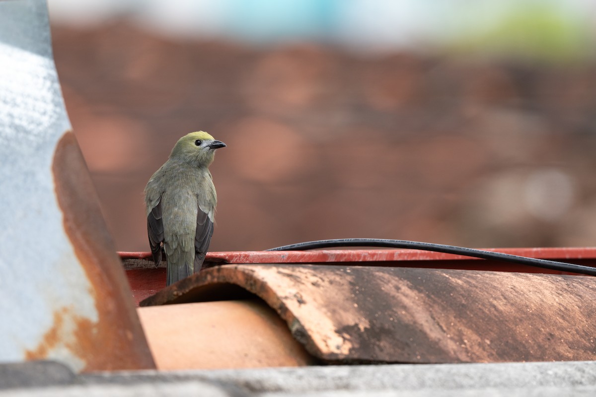 Palmentangare - ML646423115