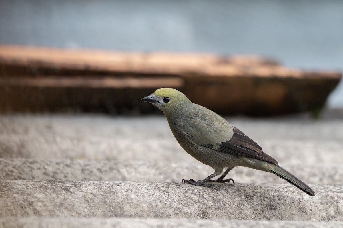 Palmentangare - ML646423116