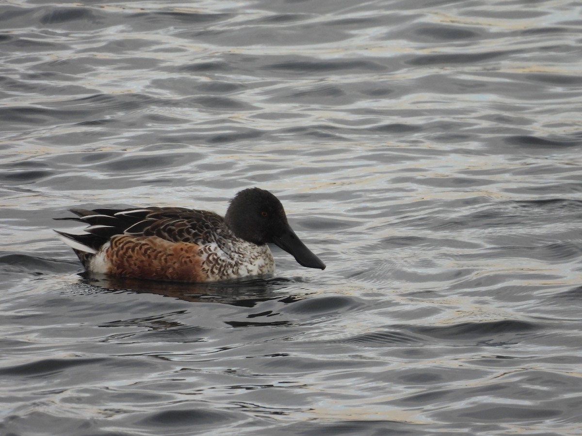 Canard souchet - ML646423117