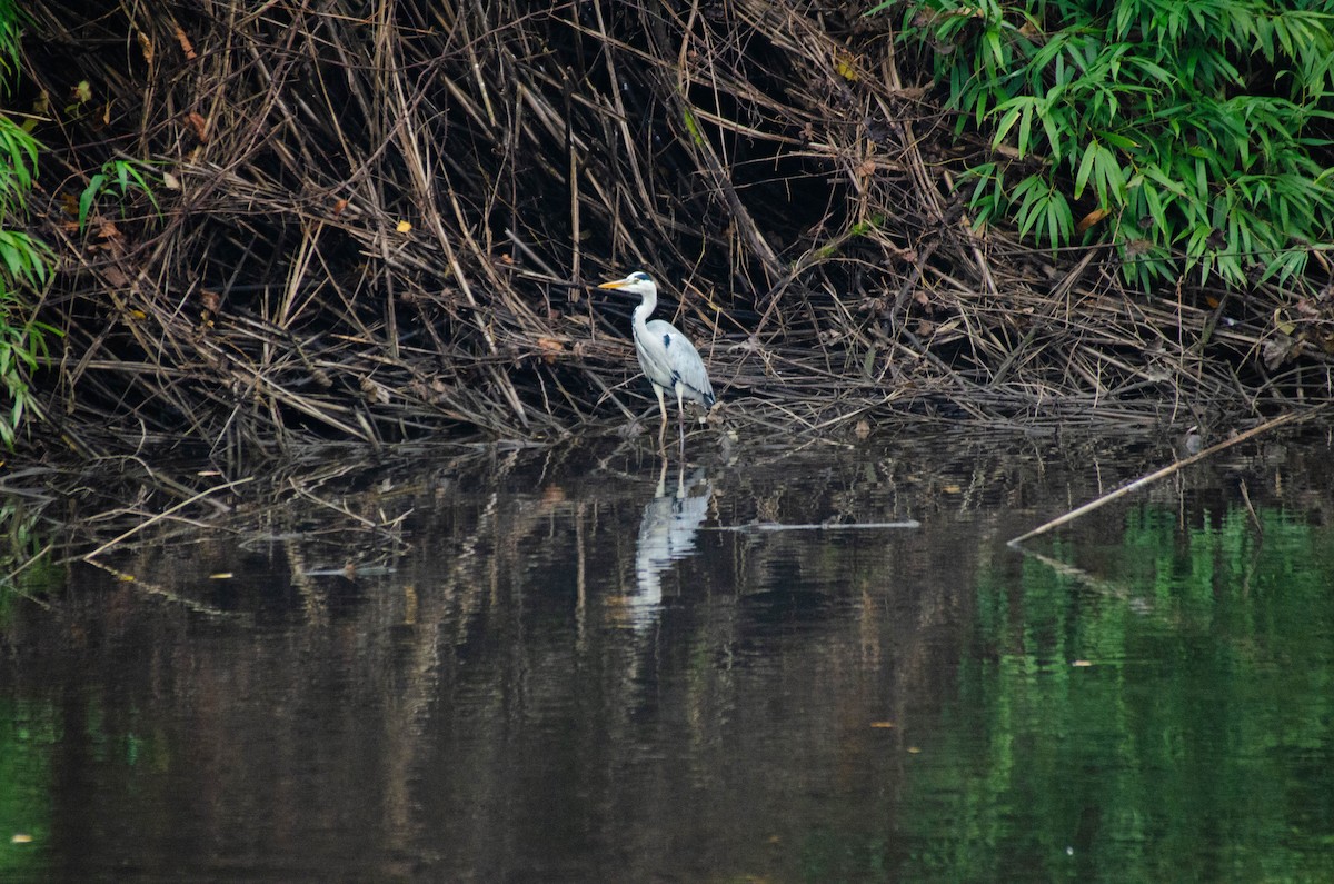 volavka popelavá - ML646423119