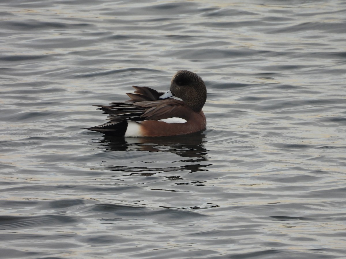Canard d'Amérique - ML646423120