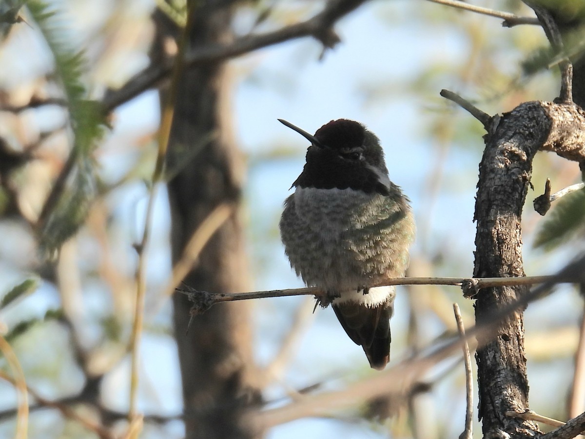 Anna's Hummingbird - ML646423121