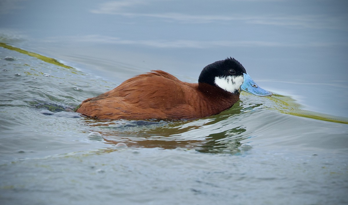 Andean Duck - ML646423128