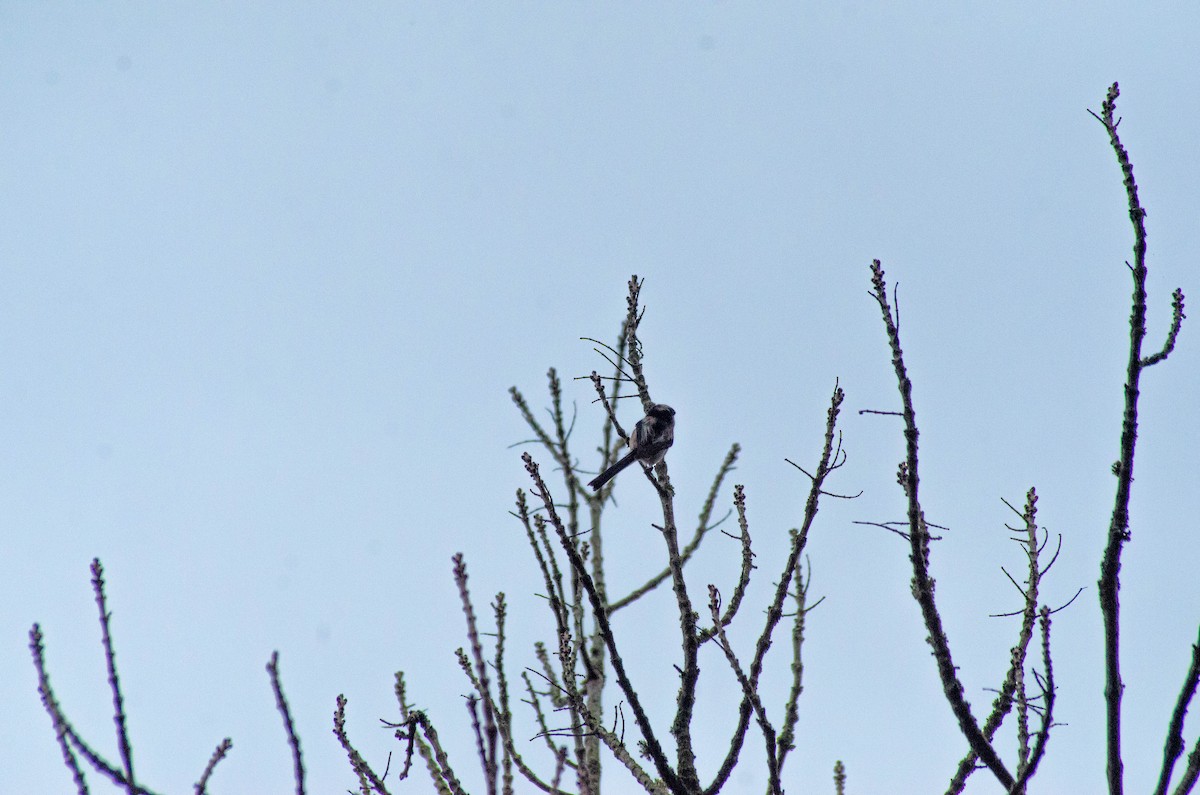 mlynařík dlouhoocasý - ML646423129