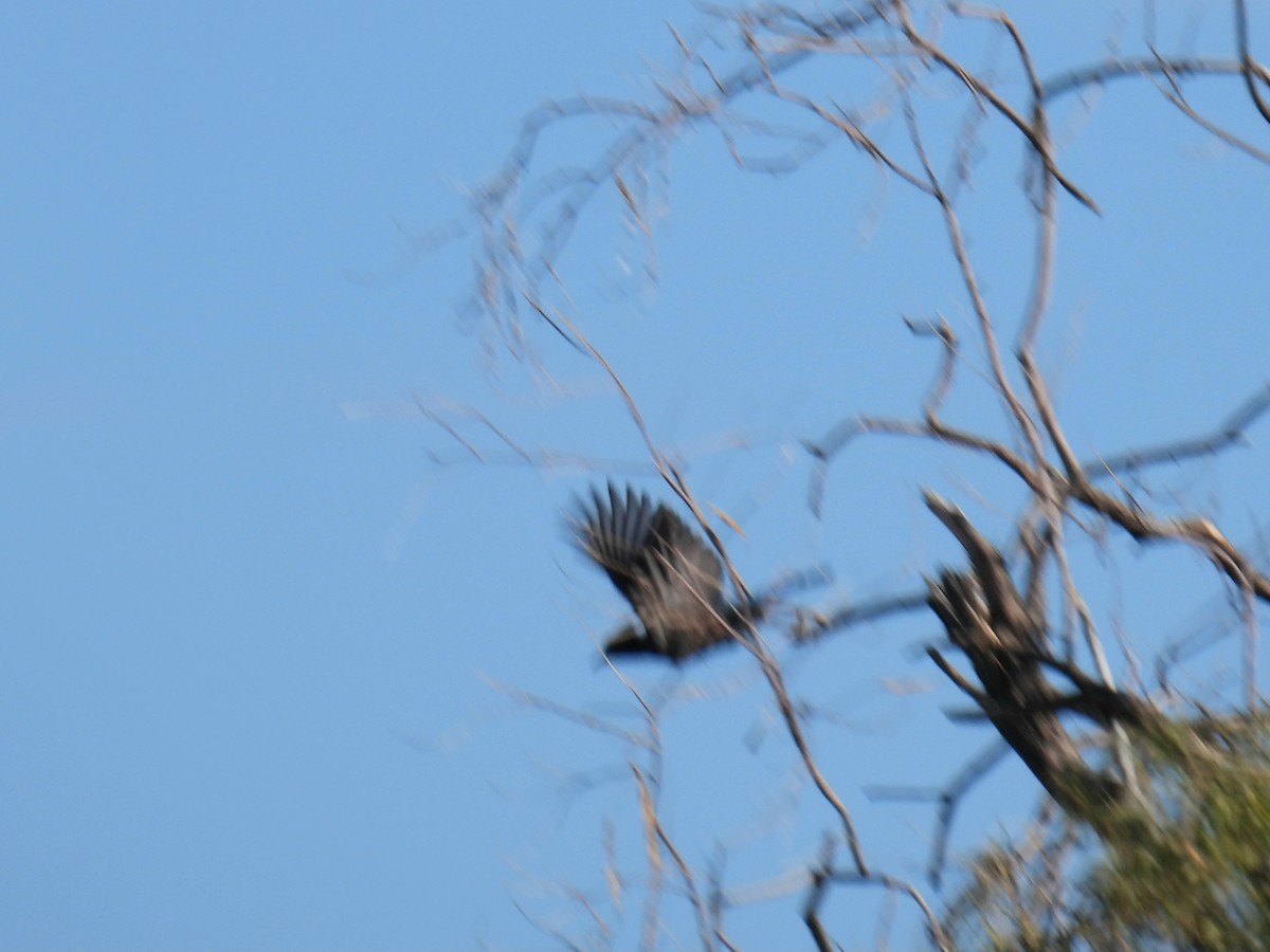 Steller's Jay - ML646423130