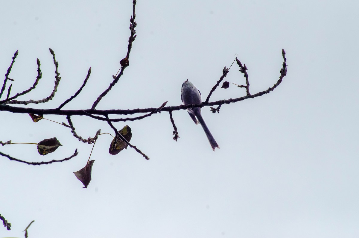 mlynařík dlouhoocasý - ML646423132