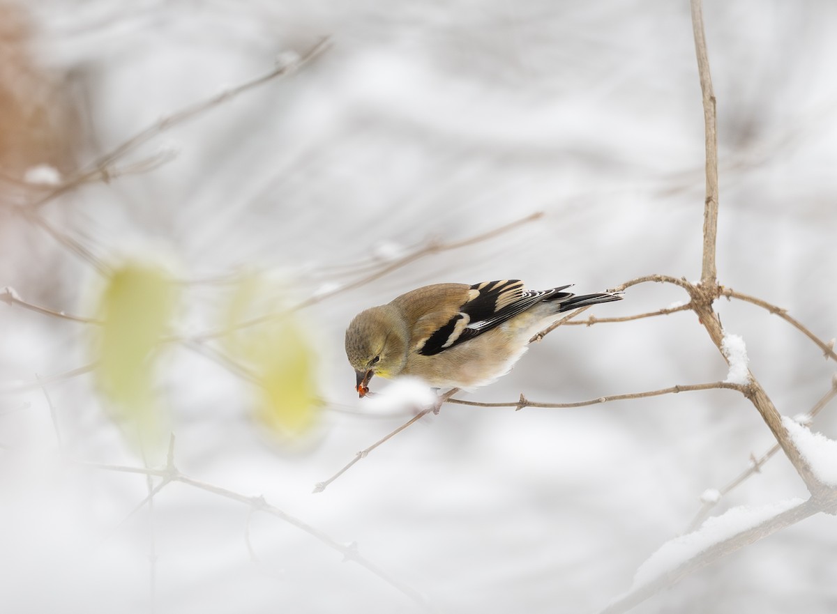 Altın İskete - ML646423133