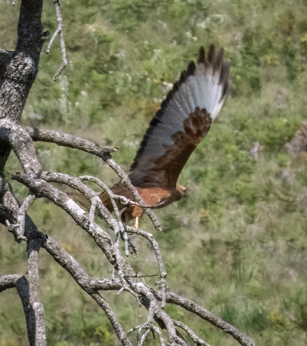 Common Buzzard - ML646423134