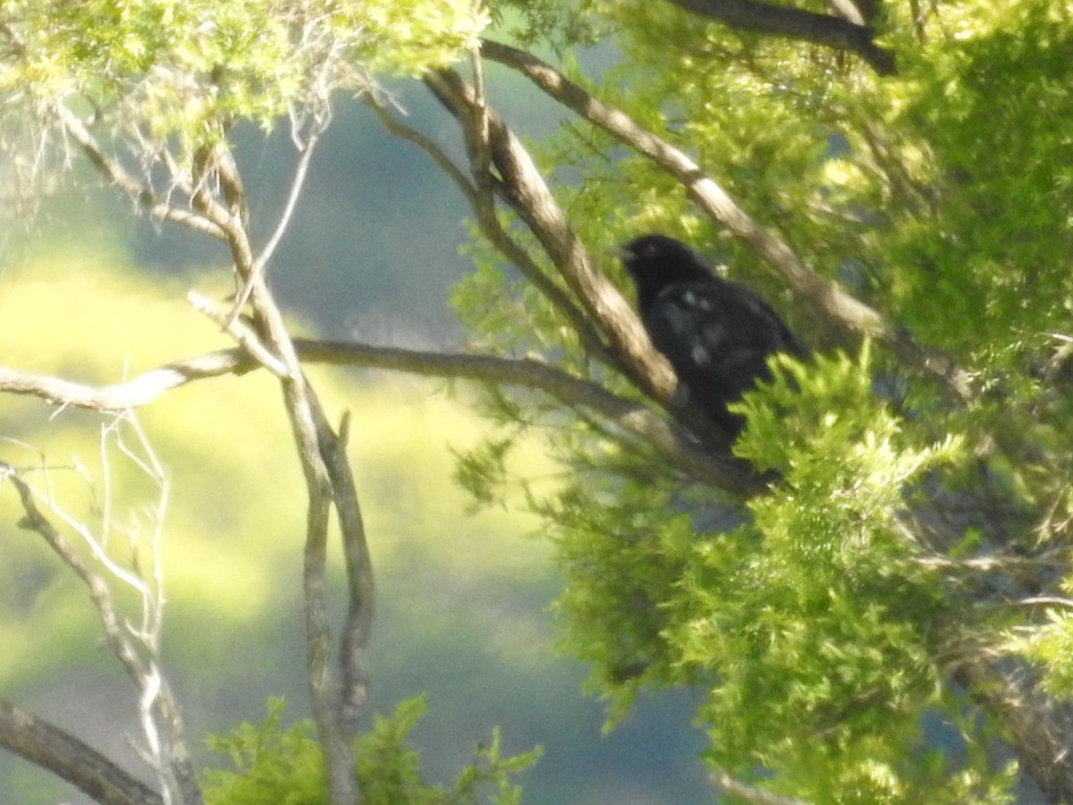 Pacific Koel - ML646423135