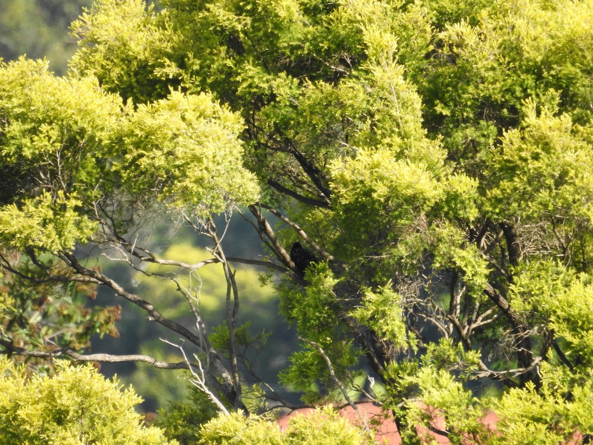 Pacific Koel - ML646423136