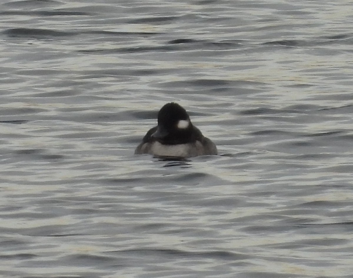Bufflehead - ML646423137