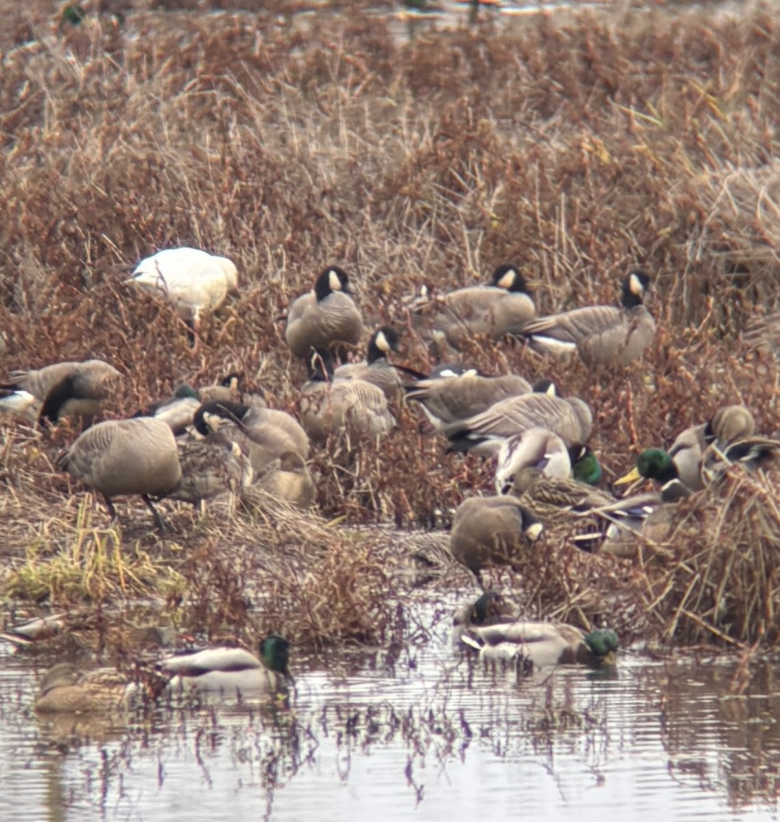 Mallard - ML646423138