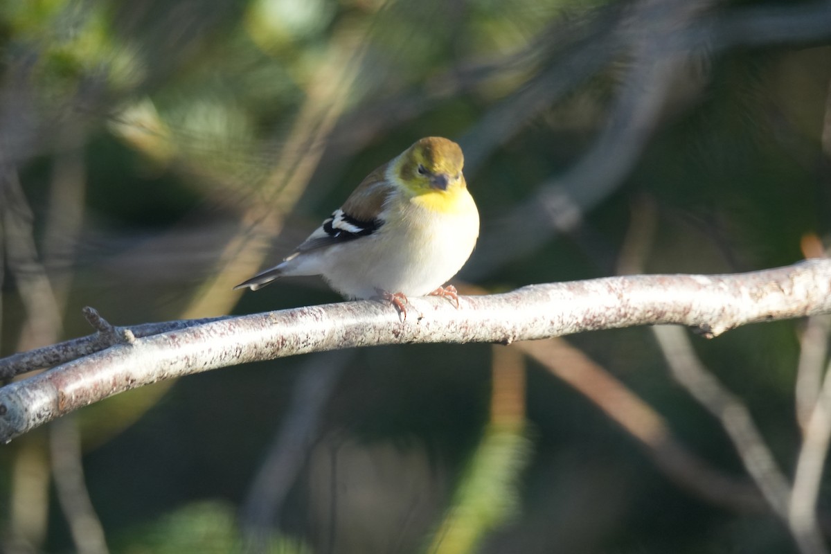 Altın İskete - ML646423151