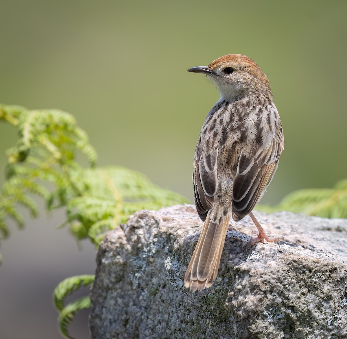 Levaillant's Cisticola - ML646423154