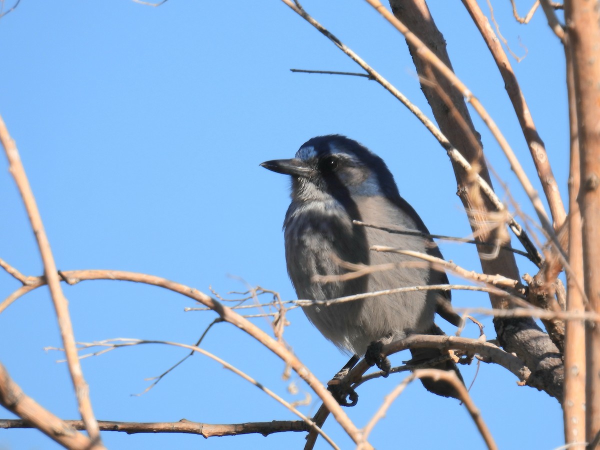 Woodhouse's Scrub-Jay - ML646423161