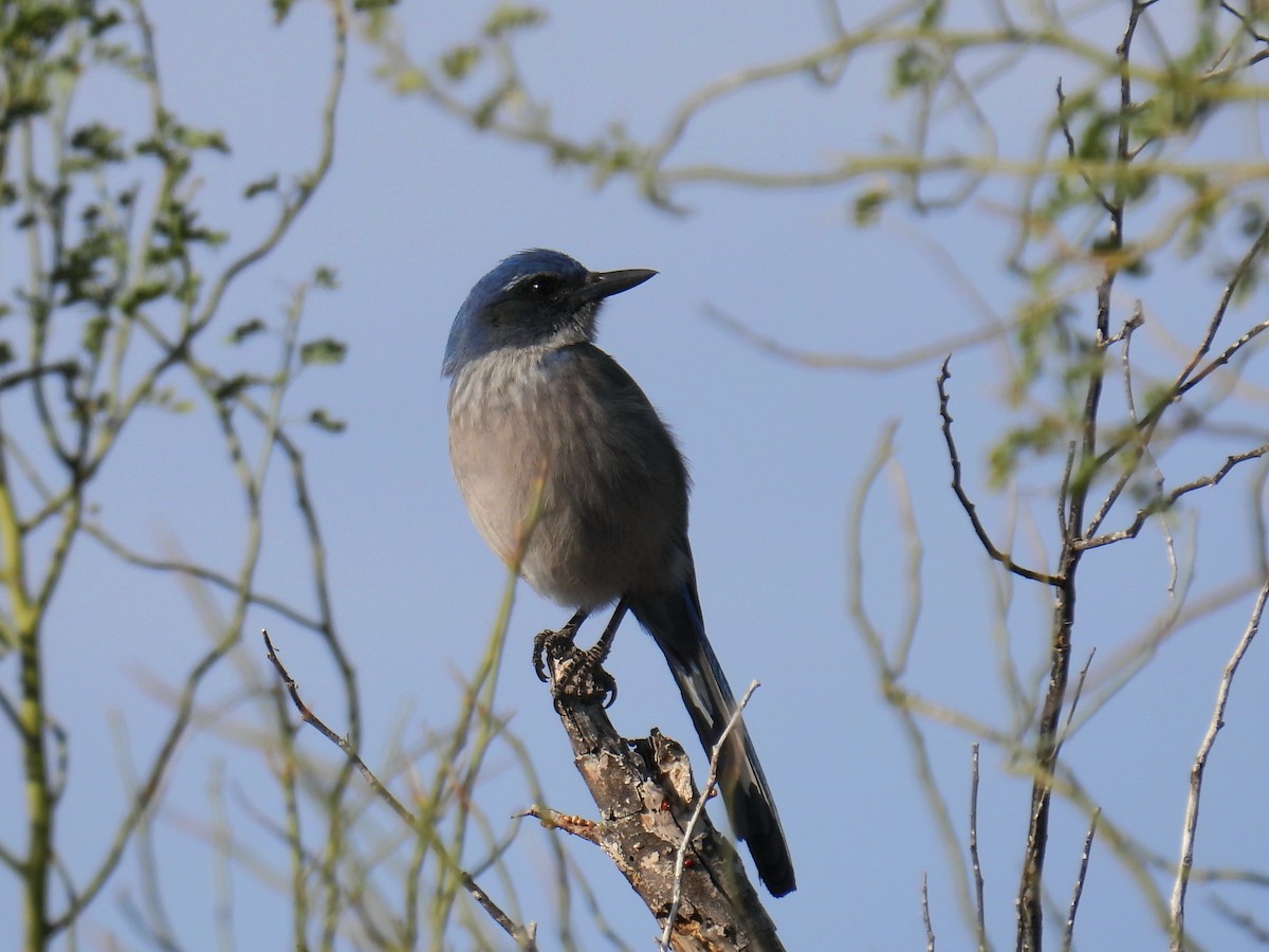 Woodhouse's Scrub-Jay - ML646423162