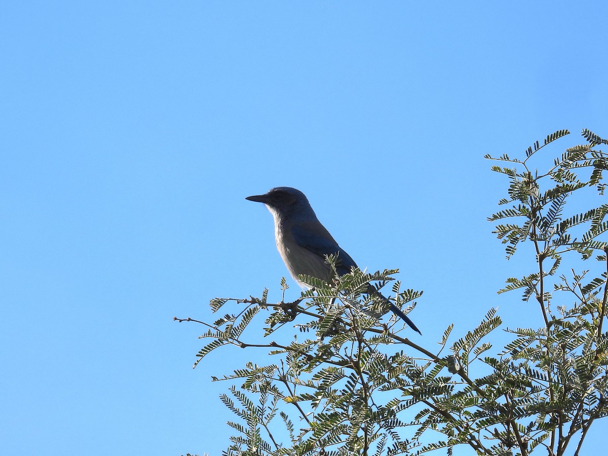Woodhouse's Scrub-Jay - ML646423163