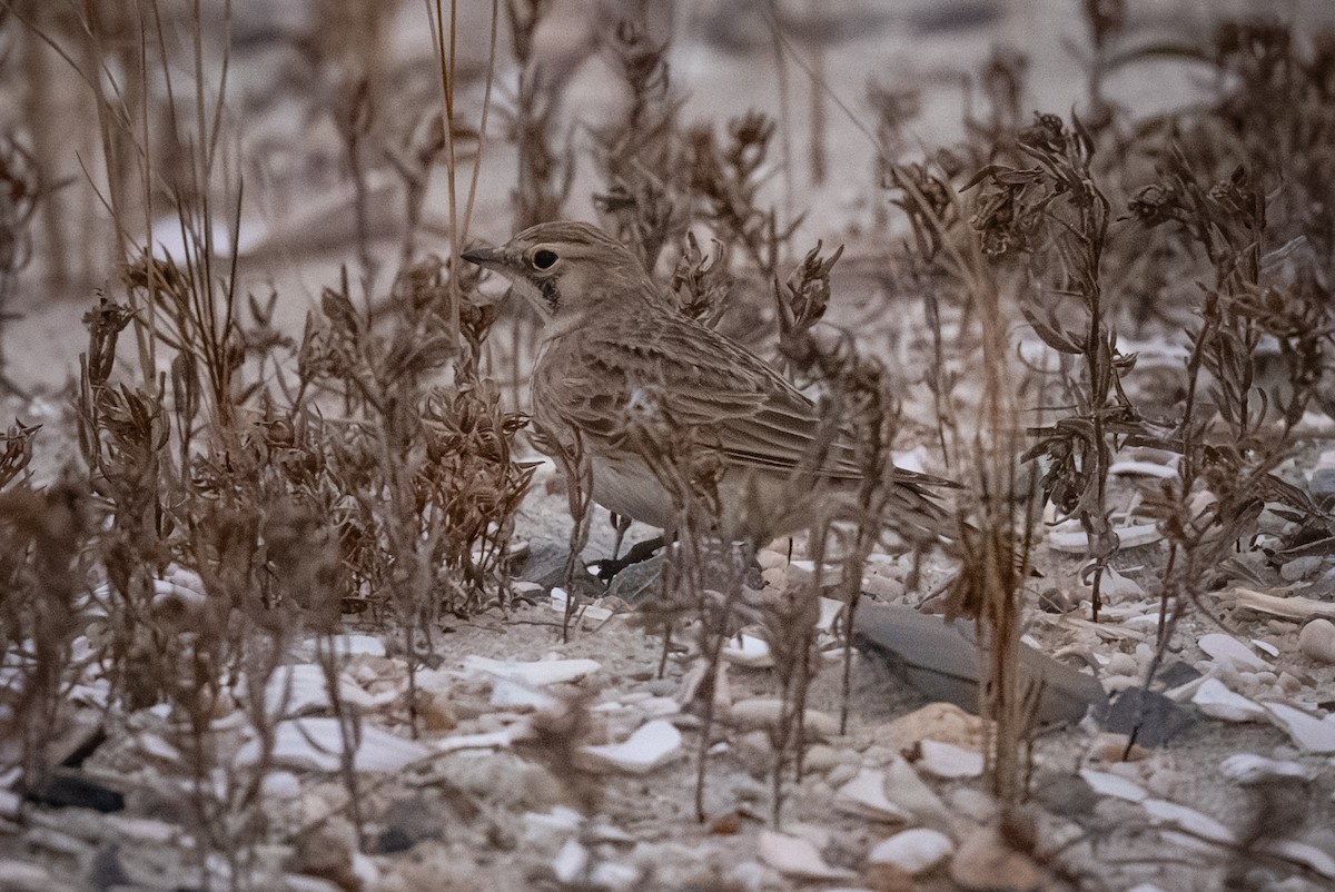 Horned Lark - ML646423165