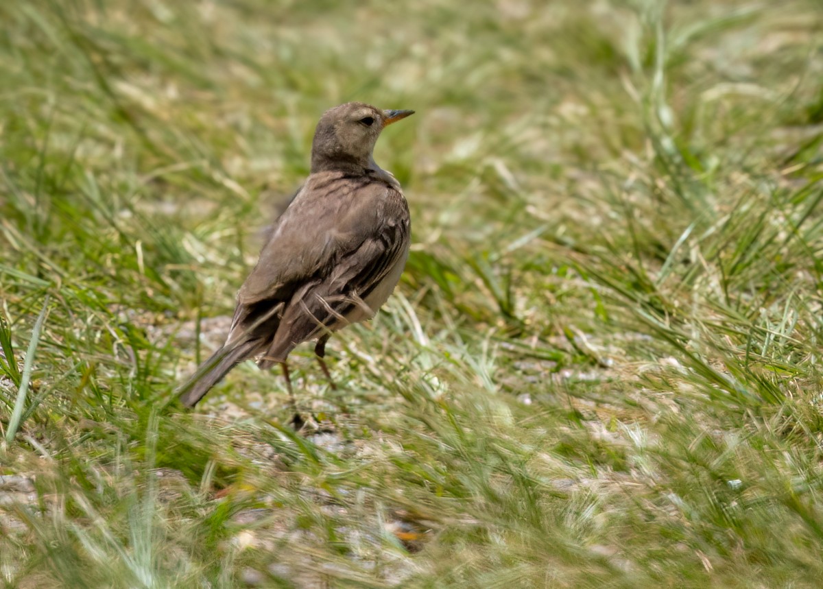 brannpiplerke - ML646423170