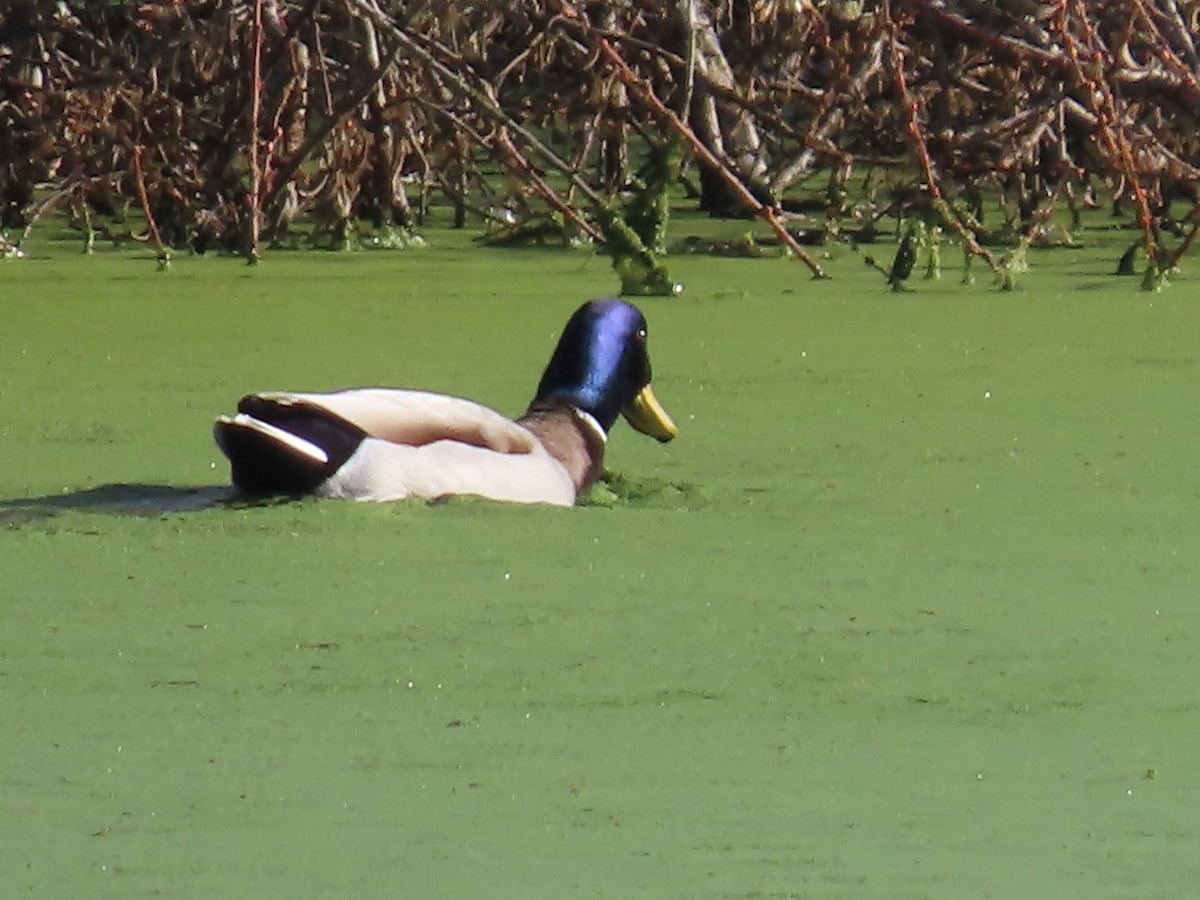 Mallard - ML646423171