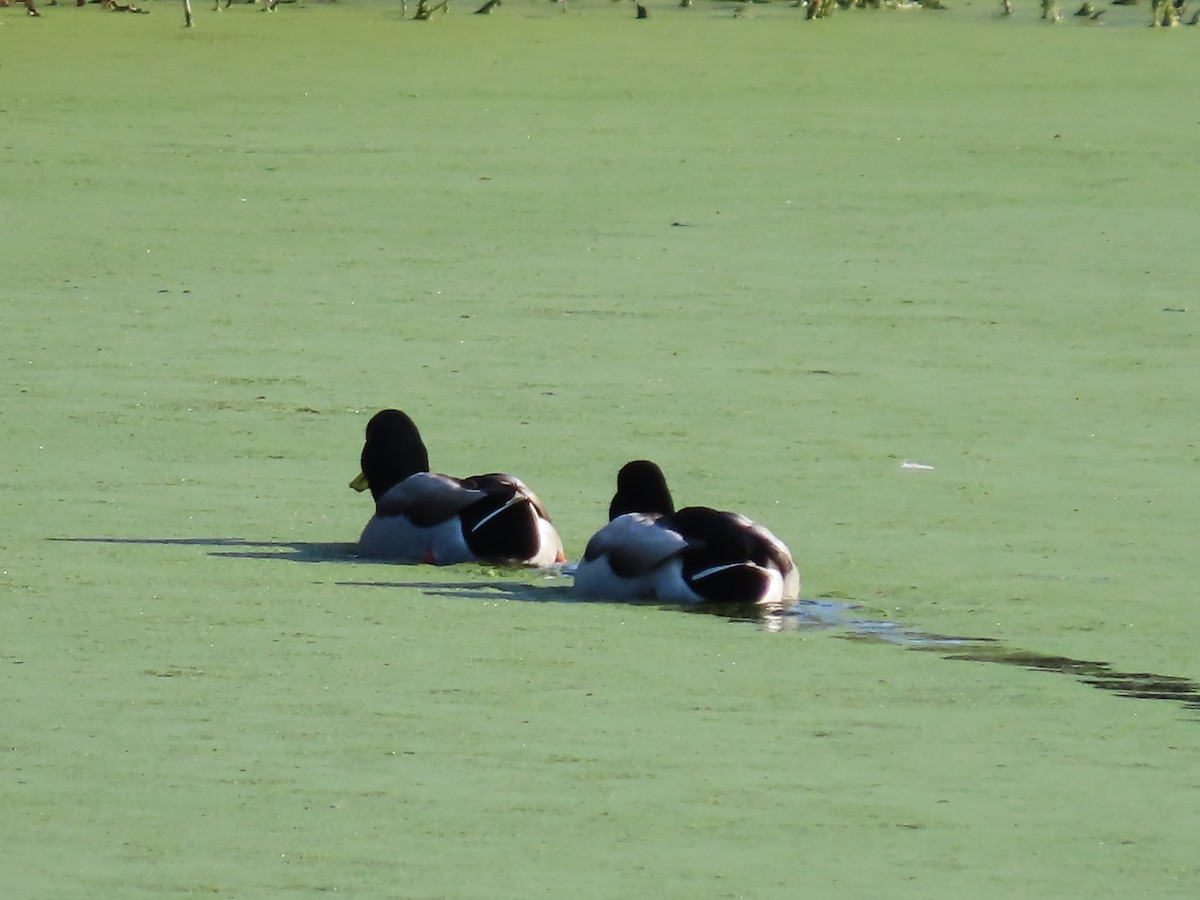 Mallard - ML646423172