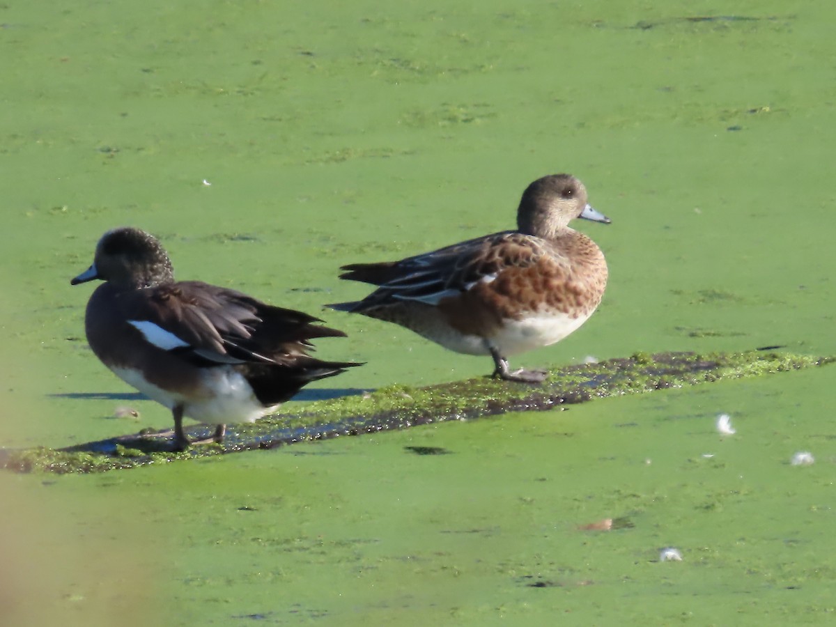 American Wigeon - ML646423173