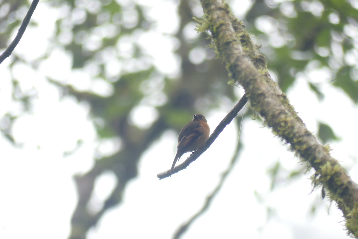 Cinnamon Flycatcher - ML646423174