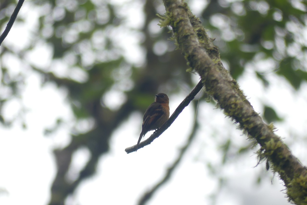 Cinnamon Flycatcher - ML646423175