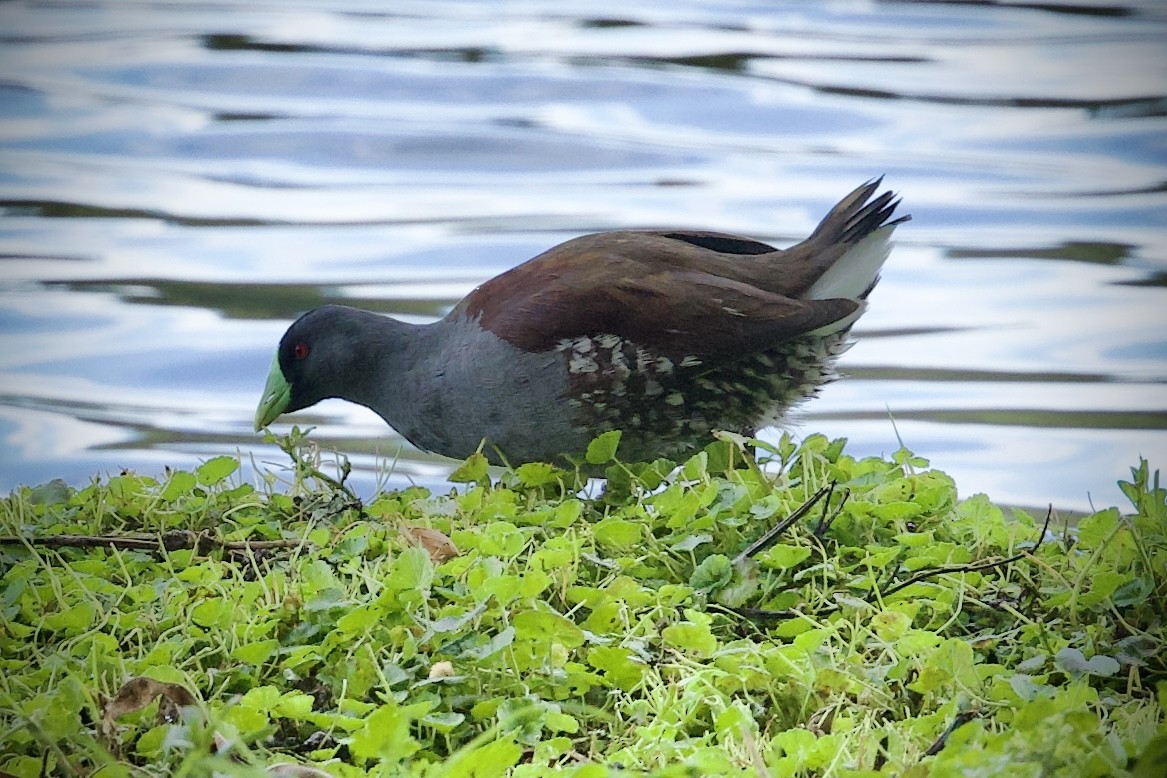 Spot-flanked Gallinule - ML646423176
