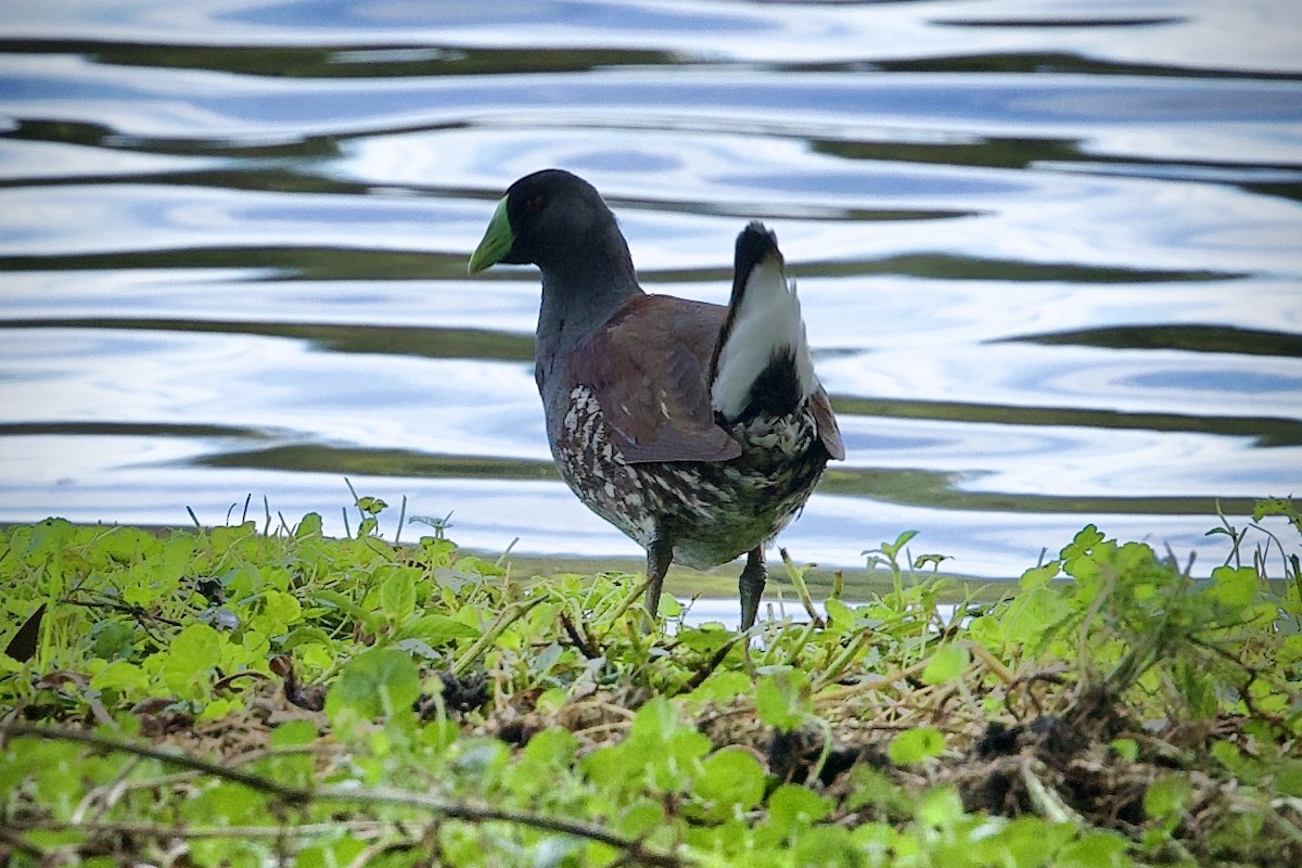 Spot-flanked Gallinule - ML646423177