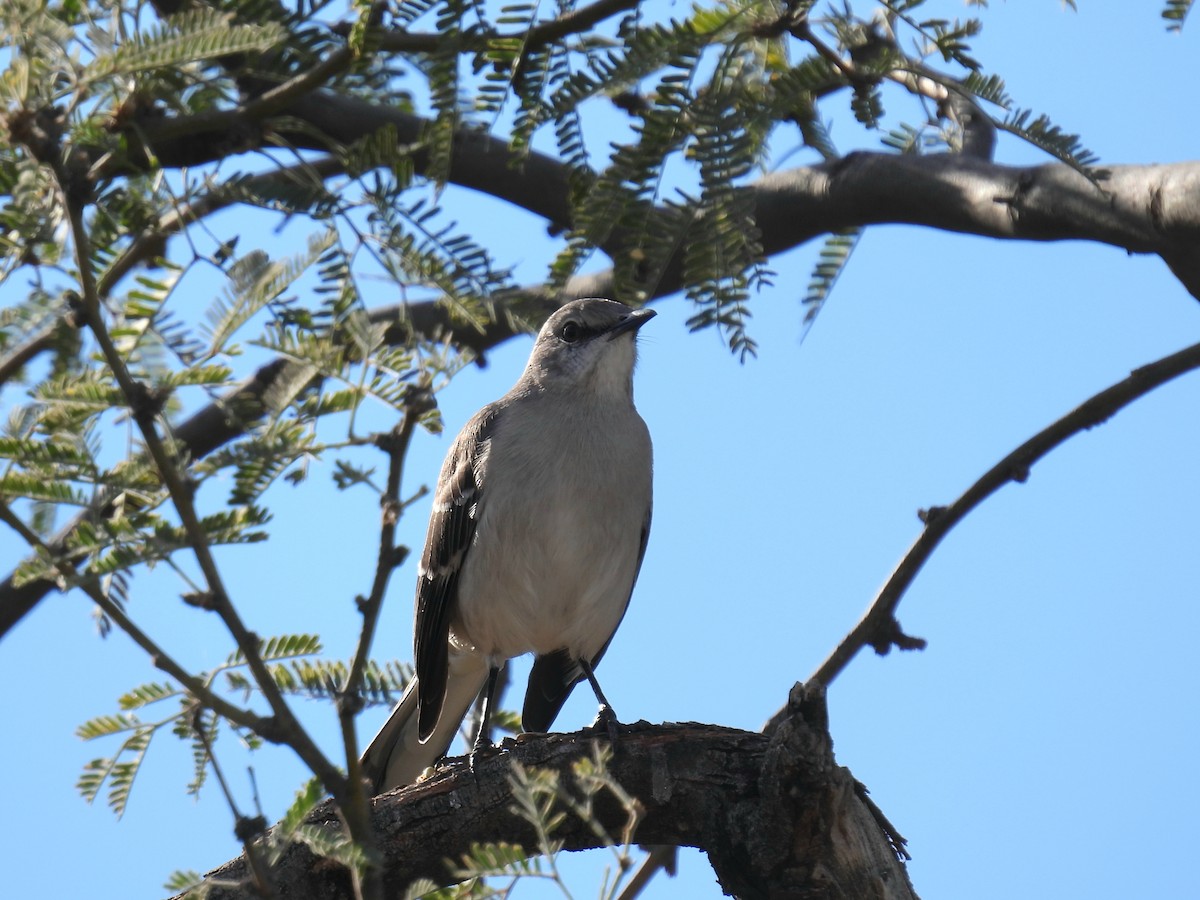 Northern Mockingbird - ML646423181