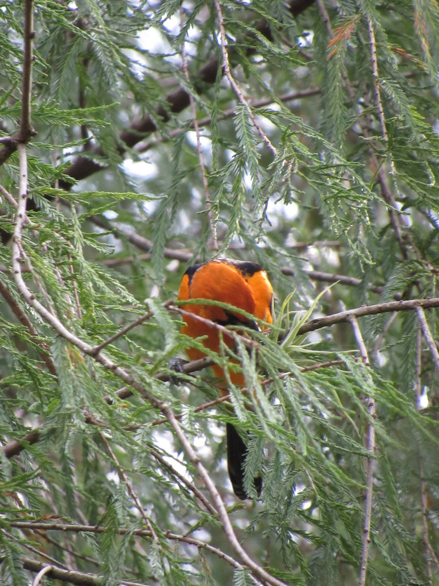 flammetrupial - ML646423183