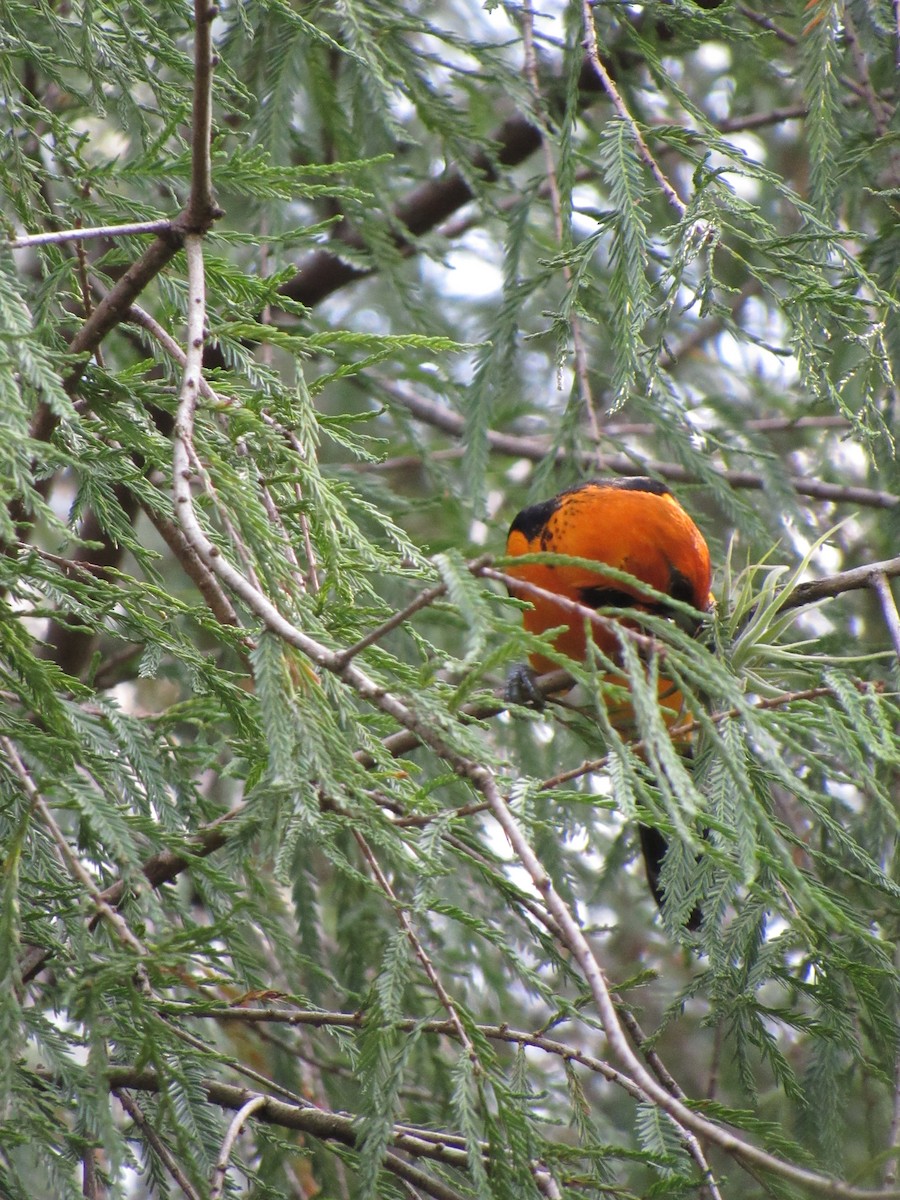 flammetrupial - ML646423184