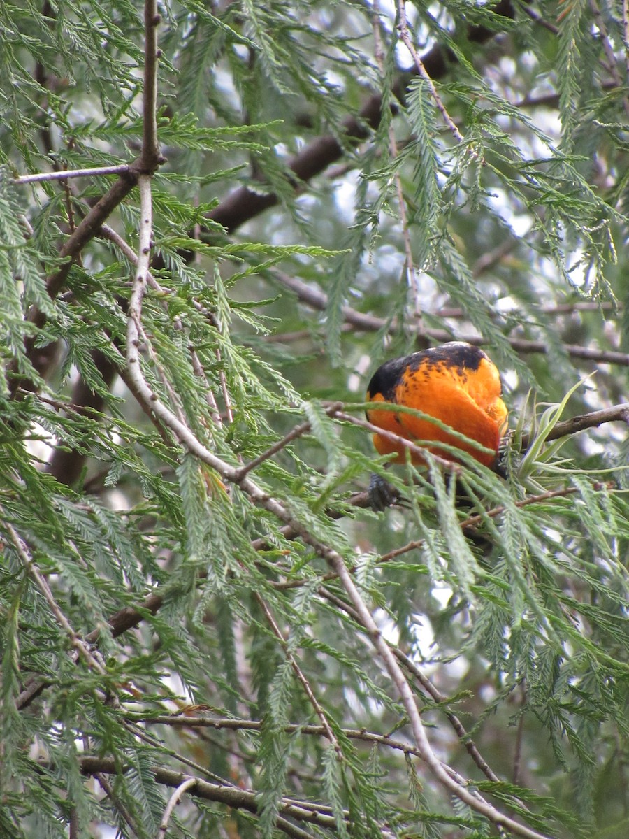 flammetrupial - ML646423185