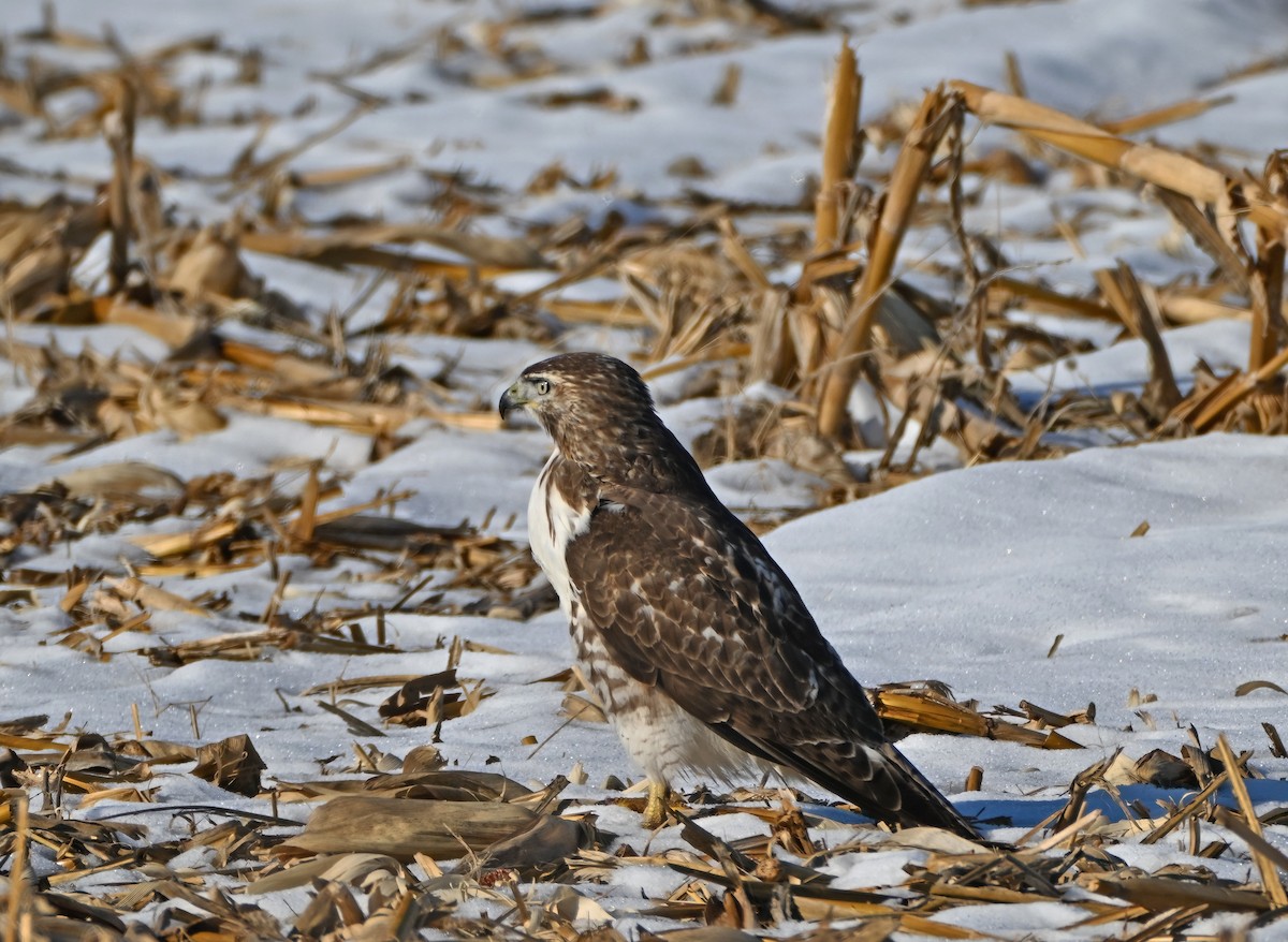 Red-tailed Hawk - ML646423187