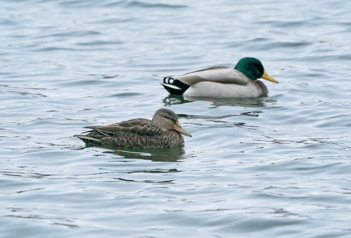 rødfotand - ML646423188