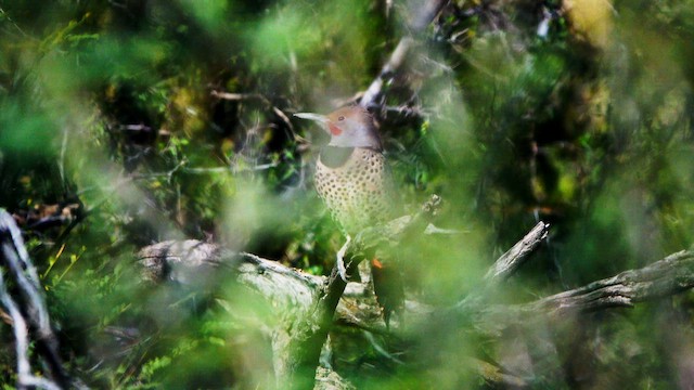 Northern Flicker - ML646423189