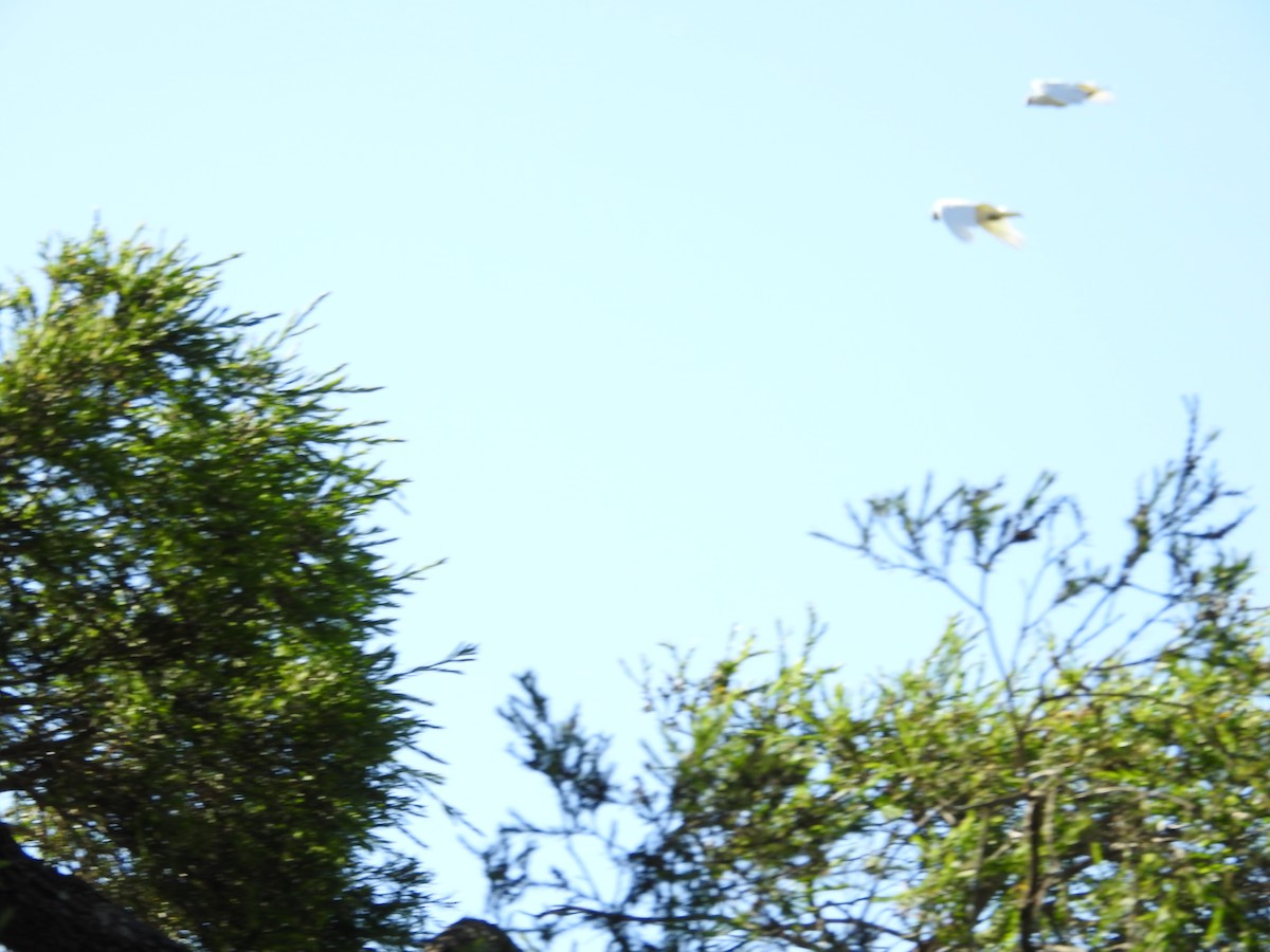 korellakakadu - ML646423190