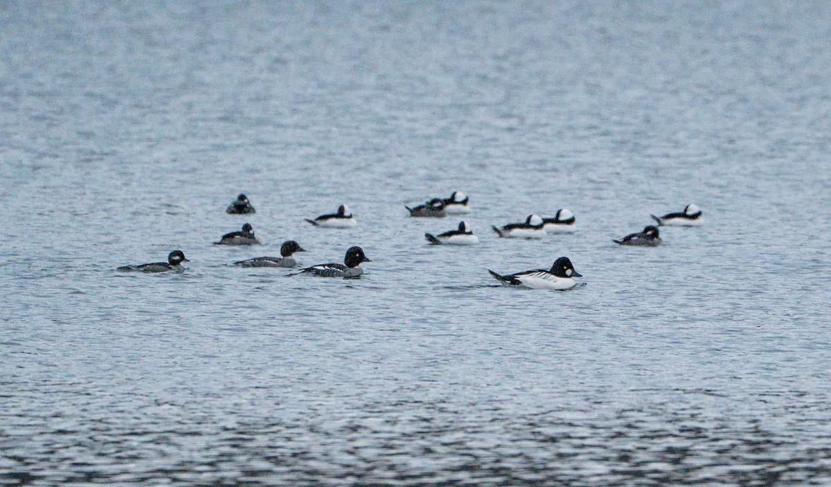 kvinand - ML646423191