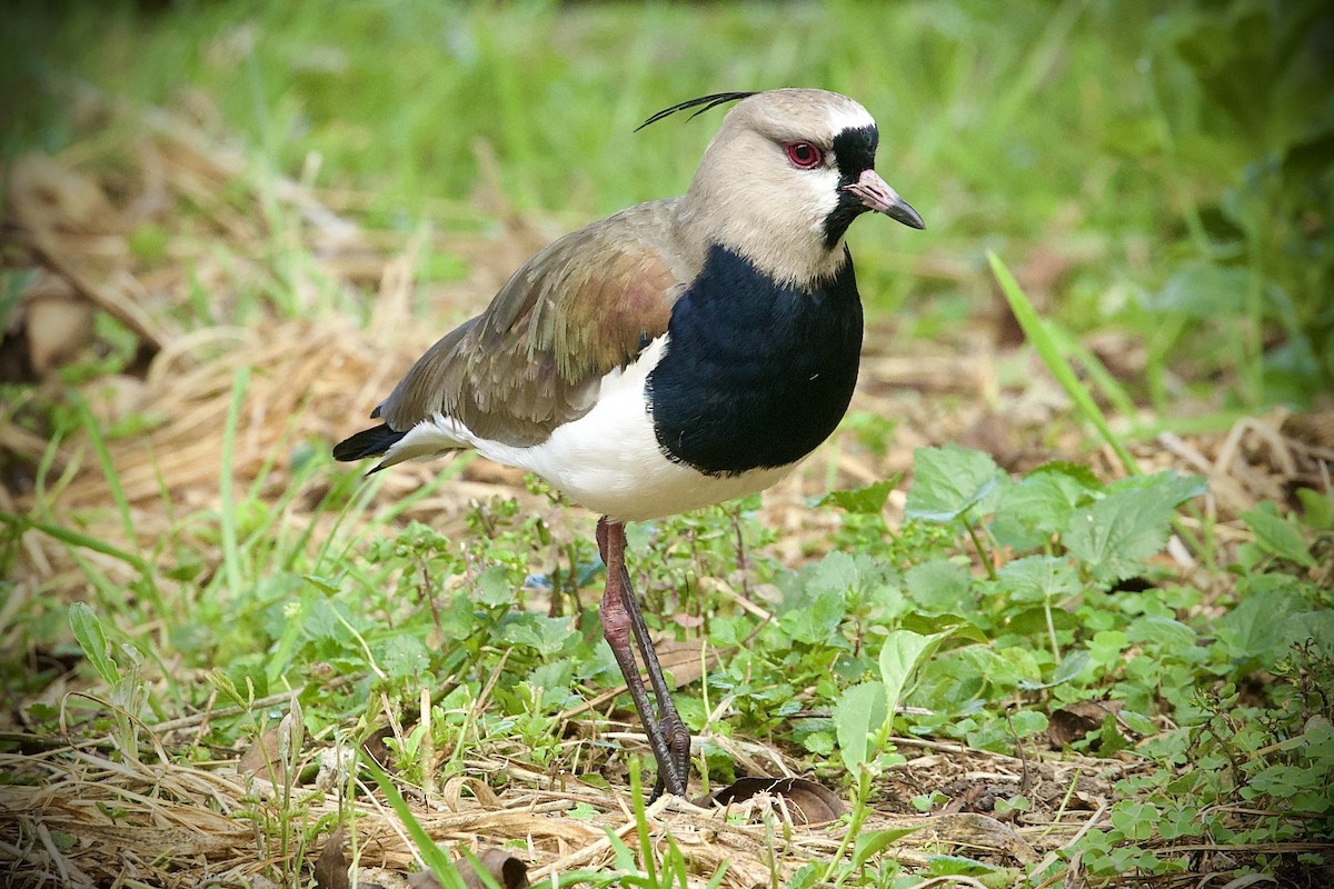 bronsevipe - ML646423192