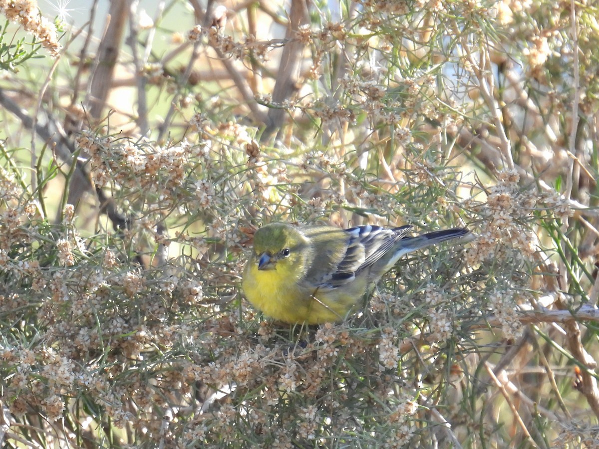 småstillits - ML646423193