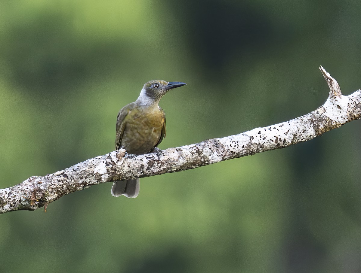 serampirol - ML646423194