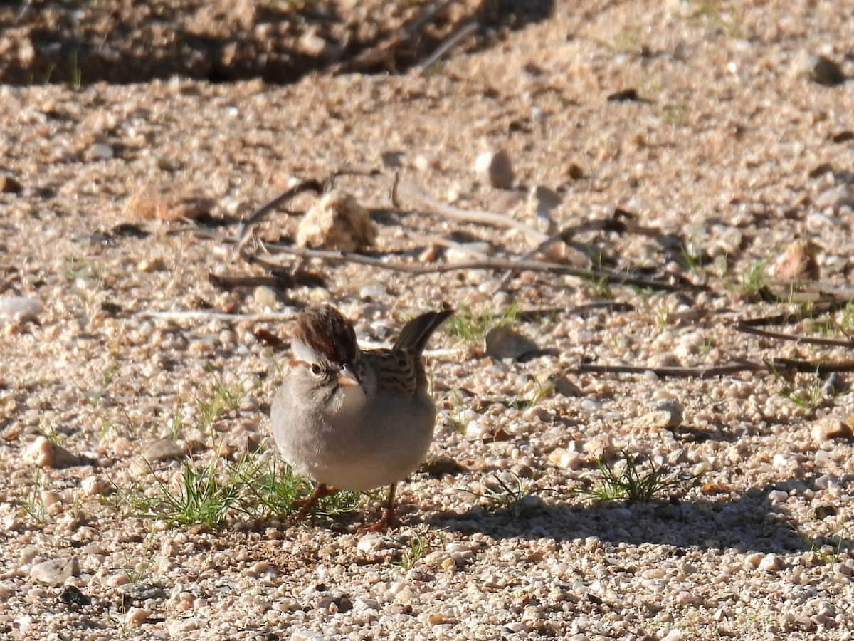 tornspurv - ML646423195