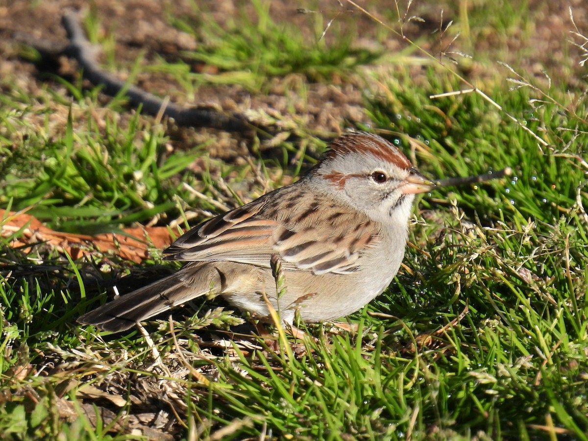 tornspurv - ML646423196