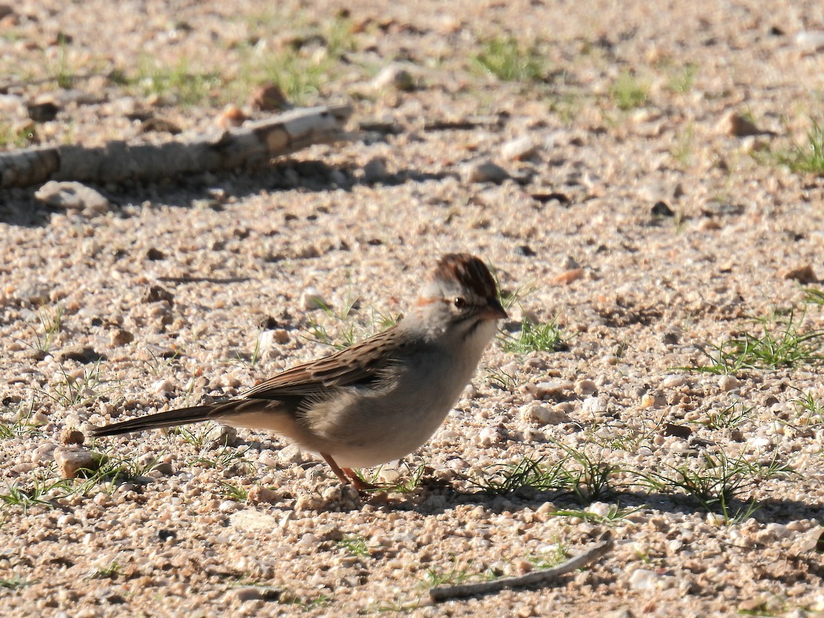 tornspurv - ML646423197