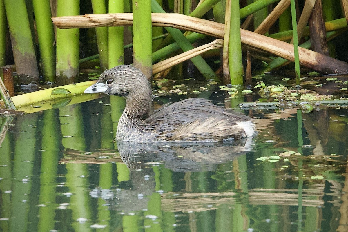 ringnebbdykker - ML646423198